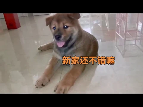 小土狗住进大别墅,好吃好玩乐不思蜀,连狗妈都不要了!